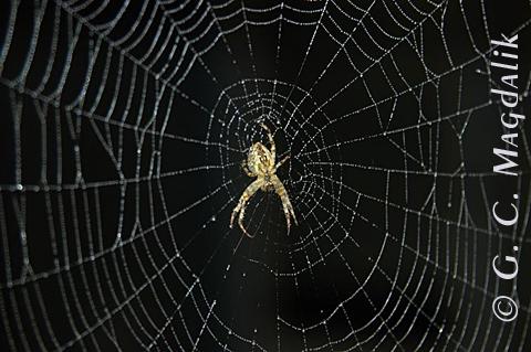 Back to Color Gallery 2