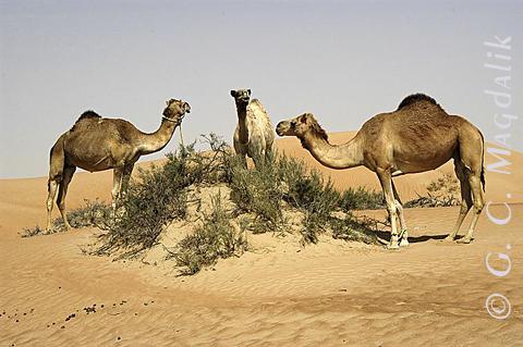 Back to Color Gallery 2